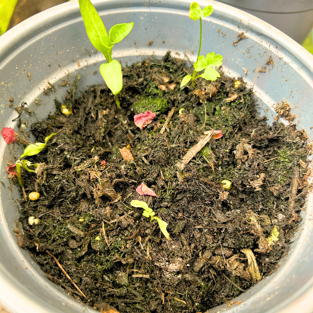 How to plant your paper – Little Green Gifts